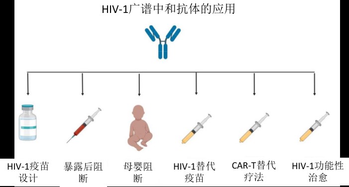 图3  HIV-1广谱中和抗体的应用前景.jpg