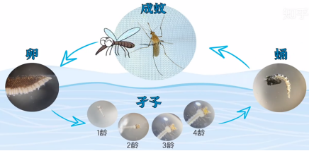 I183-信息公开审批表-翻盆倒罐清积水，无积水就无蚊虫-何思雨-2025-05-12315.png
