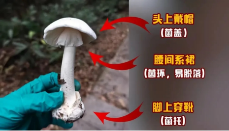 I183-信息公开审批表-我市两大毒蘑菇品种—致命鹅膏与铅绿褶菇的毒性特征及中毒防控（“预防蘑菇中毒”专栏）-黎虎-2025-05-13307.png