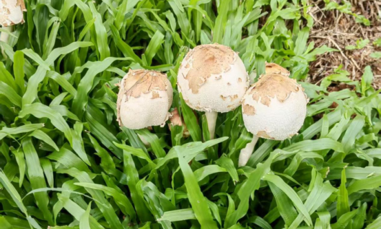 I183-信息公开审批表-我市两大毒蘑菇品种—致命鹅膏与铅绿褶菇的毒性特征及中毒防控（“预防蘑菇中毒”专栏）-黎虎-2025-05-13820.png