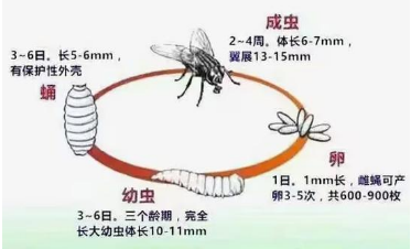 I183-信息公开审批表-浙江一学校食堂绞肉机现大量活蛆冲上热搜，那些蛆虫到底是怎么来的？-何思雨-2025-06-05327.png
