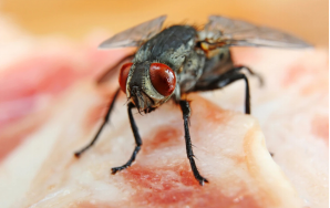 I183-信息公开审批表-浙江一学校食堂绞肉机现大量活蛆冲上热搜，那些蛆虫到底是怎么来的？-何思雨-2025-06-05869.png