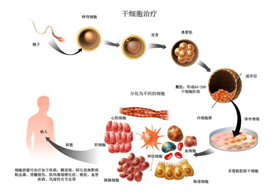 干细胞在医学领域的前景与忧思
